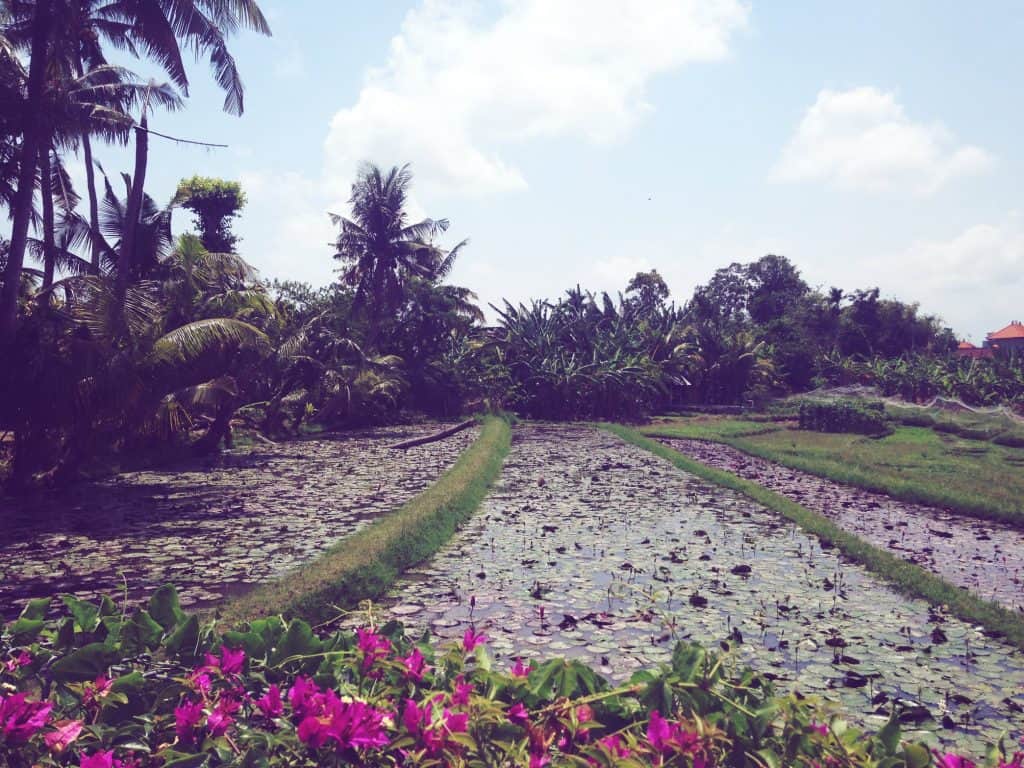 the rainy season in Bali