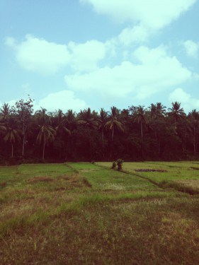 farmland in Kintamani, Bali