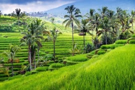 the beautiful Rice Terraces in Tegallalang Bali