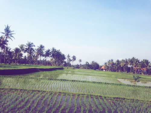 rice fields in Kintamani, Bali