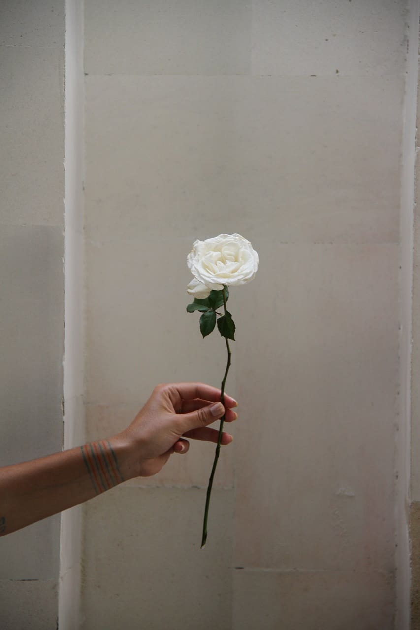 white-rose-3